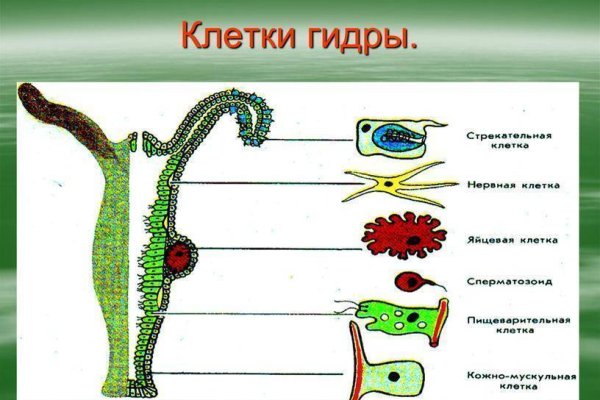 Kraken 12at зеркало