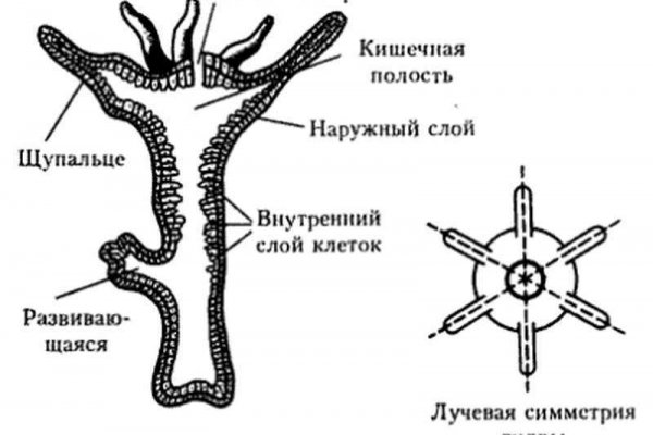 Спрут мега кракен