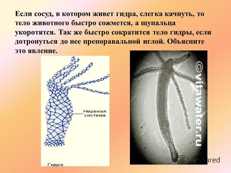 Мега кракен