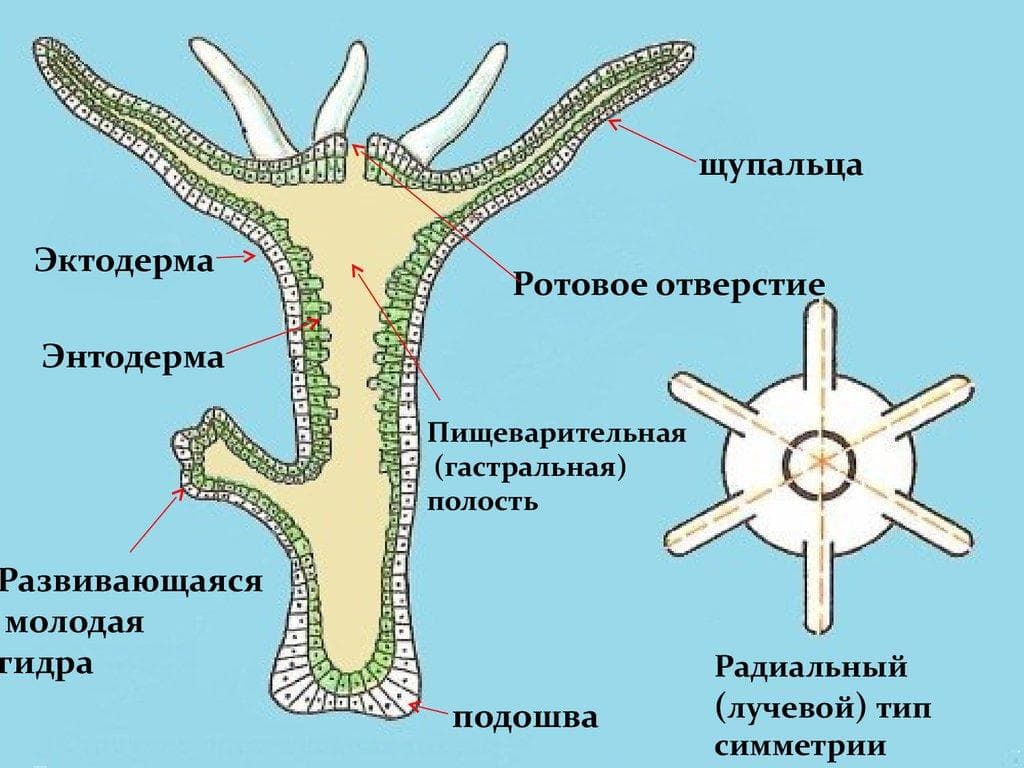 Kraken рабочее зеркало
